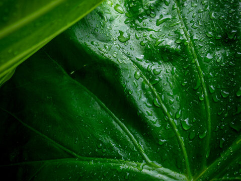Extreme closeup large tropical taro elephant ear leaf filled with rain water droplets showing detailed vein texture green nature
