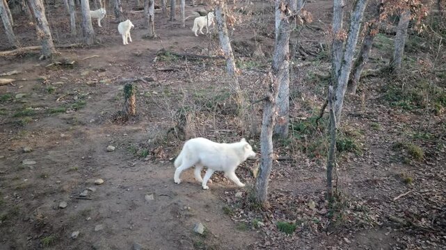 Polar wolves into the wild