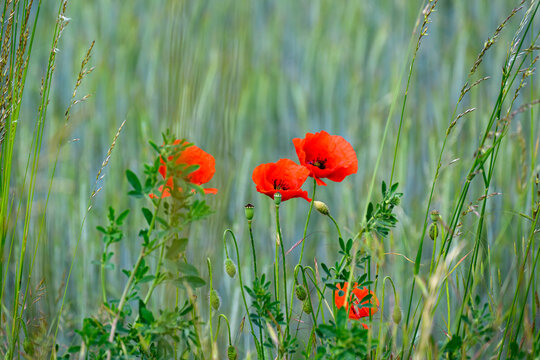 Vibrant Poppies in a presented in a natural scene in an outdoor setting, in a natural environment, under daylight, with a natural mood, suitable for wildlife, conservation.