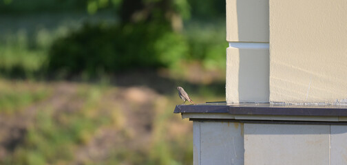 Kopciuszek zwyczajny (Phoenicurus ochruros) siedzący na gzymsie nowoczesnego budynku, rozmyte tło. © Joanna