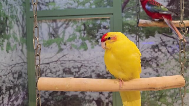 Yellow Kakariki (or Yellow-crowned Parakeet) from New Zealand