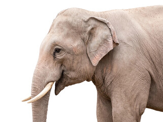 Obraz premium Majestic white elephant standing in profile view showing detailed skin texture and long ivory tusks captured against a clean isolated white background for commercial use in wildlife documentaries or e
