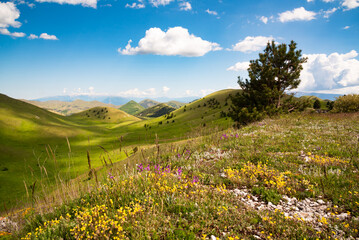 Obraz premium Summer field among hills and blue sky, natural landscape