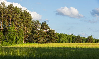 Obraz premium Sunlit mixed forest edges a wide green meadow under a blue sky with scattered clouds. A peaceful summer landscape conveying tranquility, fresh air, open space and natural rural beauty