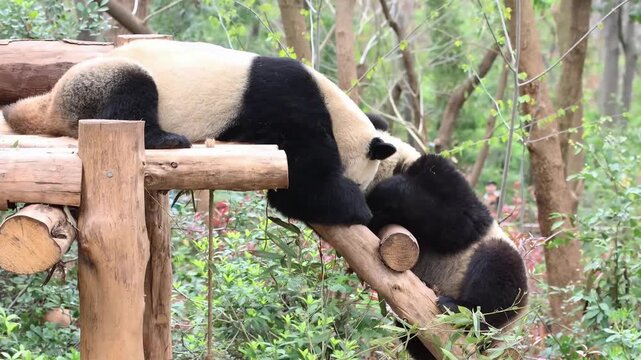 Two playful panda, playing fighting on the wood structure, Chengdu, China
