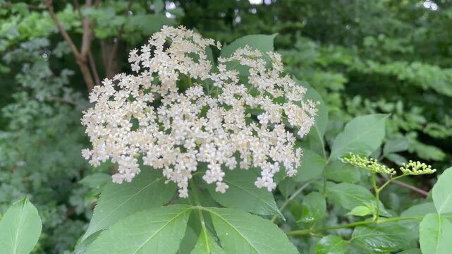 Fresh white elderberry blossoms in the forest, Sambucus nigra flower