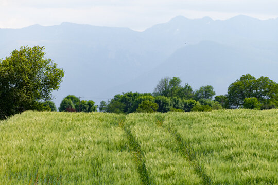 Champ de bl&eacute; au printemps avec un bosquet et des montagnes au loin