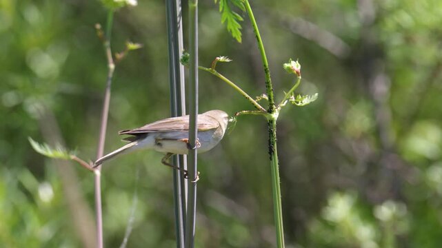 A willow warbler pecks insects from a blade of grass. Close-up