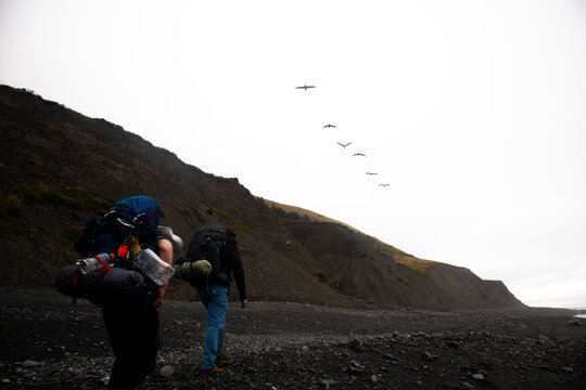 View of hikers with backpacks walking along the rugged black sand beach of the Lost Coast with birds flying over coastal cliffs Humboldt County, California, United States.