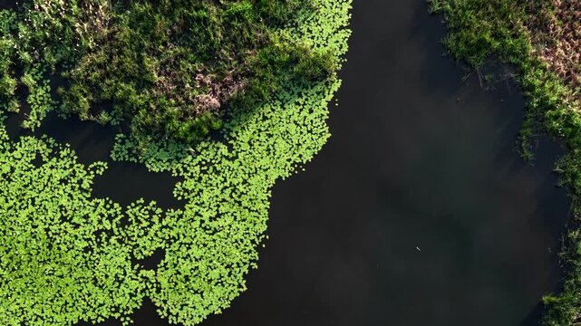 Vegetation On The Pond Of Dan Baker Cove In Springfield, MA, USA. Aerial Tracking Shot