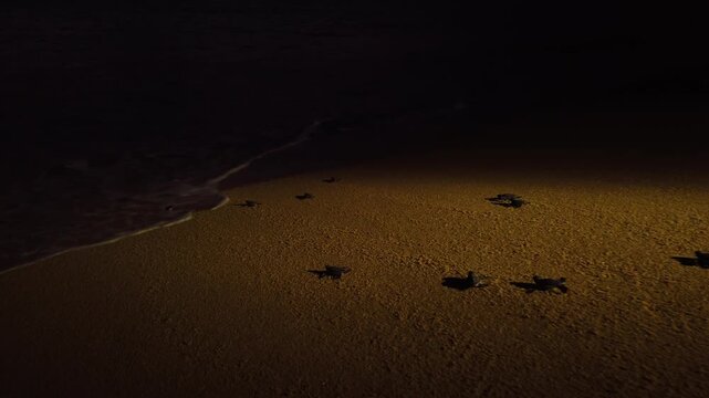 Baby sea turtle hatchlings with multiple turtles spread across the sandy shoreline near El Faro de Bucer&iacute;as beach and village, Costa Michoacana, Michoac&aacute;n, Mexico. Wide follow shot at night