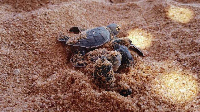 Close up documentary shot of several sea turtle hatchlings emerging from nest on El Faro de Bucer&iacute;as beach, Michoac&aacute;n, Mexico. Hatchlings break through the sand surface during nesting season