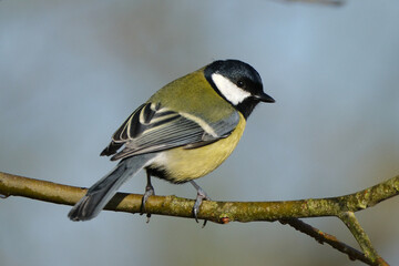 Great tit (Parus major) perched on a tree branch in winter, close up portrait of a colorful songbird in its natural habitat © Badr
