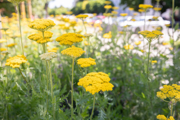 Yellow flower clusters of common yarrow (Achillea millefolium) growing in a naturalistic perennial border. The cheerful blooms and soft summer atmosphere make the image suitable for ecological landsca © Tatsiana