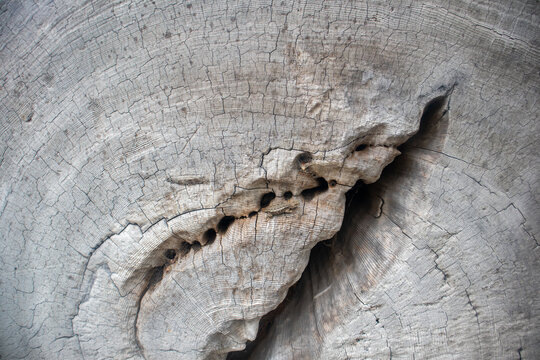 View of the weathered texture and growth rings of an aged tree trunk with a deep crack at the Lost Coast Humboldt County, California, United States.