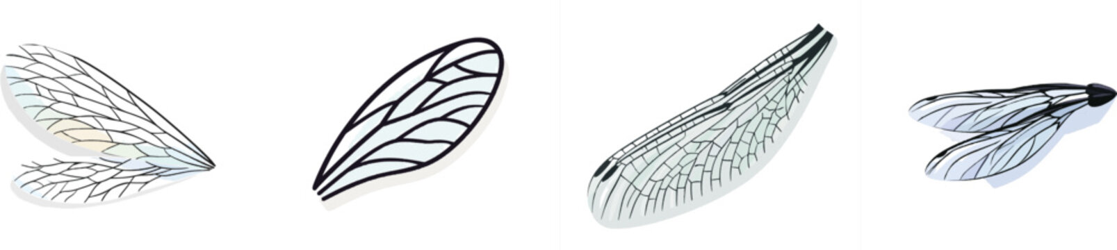A flat vector illustration of a translucent damselfly wing showcases an intricate network of black venation against a pale iridescent background, with clean lines isolated on a solid white surface