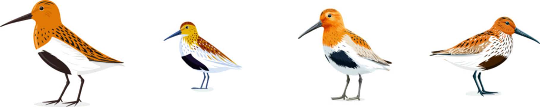 A flat vector illustration of a dunlin bird in breeding plumage showcases its distinctive black patch on the lower belly against a clean white background