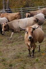 Obraz premium cows in a field
