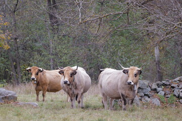 Obraz premium cows in the meadow