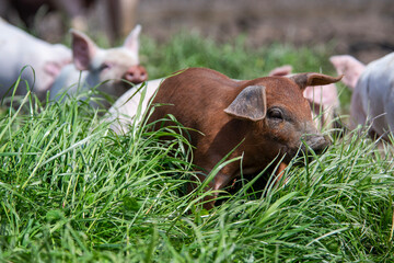 Danish sweet organic pigs and piglets playing and eating in their freedom in nature. © bettysphotos