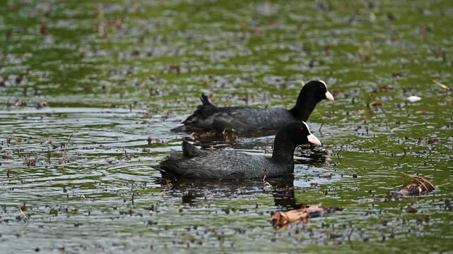 Pair Of Eurasian Coots In Pond With Chick