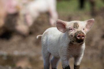 Danish sweet organic pigs and piglets playing and eating in their freedom in nature. © bettysphotos