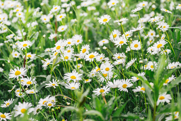 Fototapeta premium White daisy wildflower meadow with blooming summer flowers and lush green grass in natural countryside landscape background