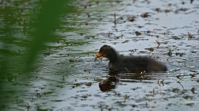 Eurasian Coot Chick Growing Up In The Pond