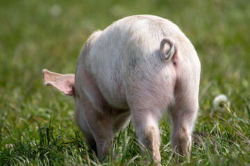 Danish sweet organic pigs and piglets playing and eating in their freedom in nature. © bettysphotos