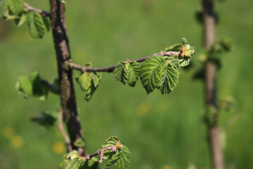 Fototapeta premium Detail of Hazel tree plantation on early springtime in the italian countryside. Corylus avellana trees with fresh new leaves on a sunny day