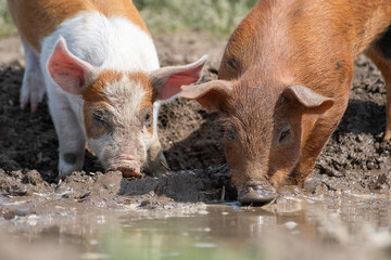 Danish sweet organic pigs and piglets playing and eating in their freedom in nature. © bettysphotos