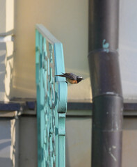 Mały ptak pleszka (Phoenicurus phoenicurus) na kutej, miętowej balustradzie w świetle poranka. © Joanna