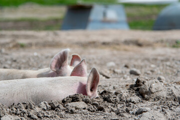 Danish sweet organic pigs and piglets playing and eating in their freedom in nature. © bettysphotos