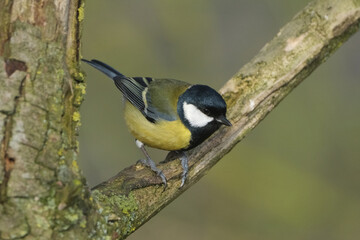 Great tit (Parus major) perched on a mossy tree branch in the forest © Badr