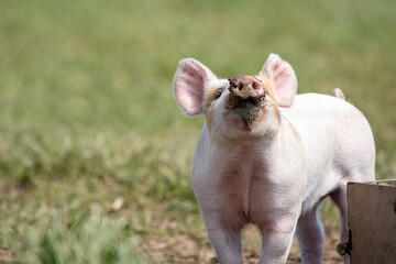 Danish sweet organic pigs and piglets playing and eating in their freedom in nature. © bettysphotos