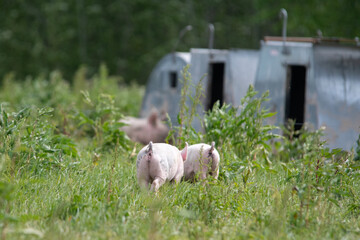 Danish sweet organic pigs and piglets playing and eating in their freedom in nature. © bettysphotos