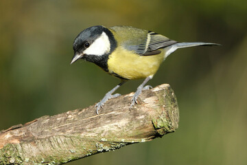 Great tit bird perched on a wooden branch in nature closeup view © Badr