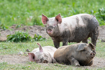 Danish sweet organic pigs and piglets playing and eating in their freedom in nature. © bettysphotos