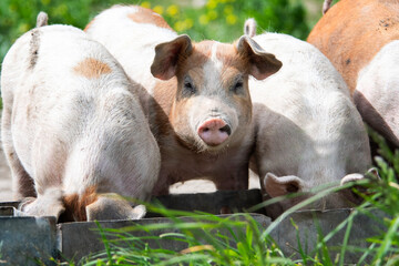 Danish sweet organic pigs and piglets playing and eating in their freedom in nature. © bettysphotos
