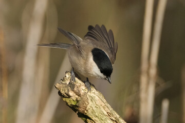 Willow tit (Poecile montanus) perched on a mossy branch in a forest background, beautiful small songbird close up © Badr