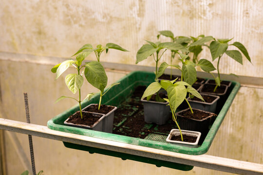 Petits plants verts de piment en pot dans une serre, reflet du soleil sur les feuilles, gros plan et vue en plong&eacute;e, activit&eacute; de jardinage