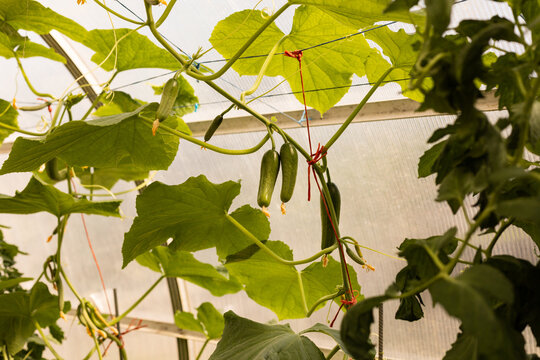 Cornichons suspendus sur un plant grimpant dans une serre de jardin, gros plan sur les cornichons et les feuilles vertes