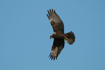 Fototapeta premium Western marsh harrier (Circus aeruginosus) flying in the blue sky, female or juvenile marsh harrier in flight, low angle view of raptor soaring, wildlife and birdwatching concept