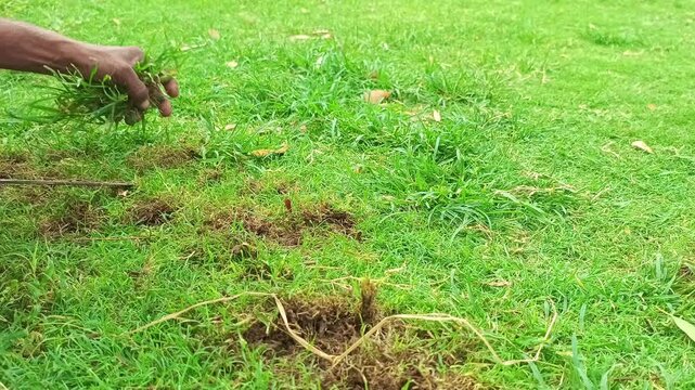 Close Up of Gardener Removing Weeds and Wild Grass from Lawn Manually