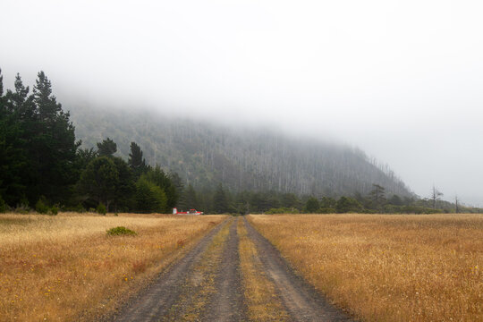 View of a dirt road leading through golden fields toward a misty hillside and evergreen forest at the Lost Coast Humboldt County, California, United States.
