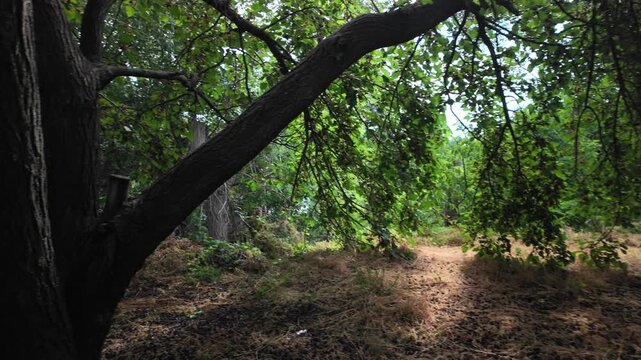 Cinematic 4K 24fps panning shot moving from a sunny pine forest path to a lush green garden under a mulberry tree. Dynamic camera movement creates a smooth motion blur in a rural summer scene.