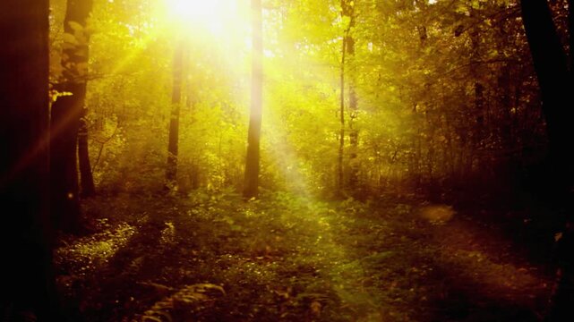 Magical Golden Forest Loop with Glowing Sunbeams and Floating Dust Particles Ethereal Morning Sunlight Shining Through Trees