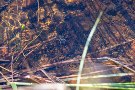 A spider underwater in a lake