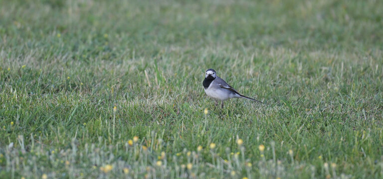 Pliszka siwa (Motacilla alba) na zielonej łące z ż&oacute;łtymi kwiatami. Mały ptak śpiewający patrzący w stronę aparatu, naturalne środowisko.
