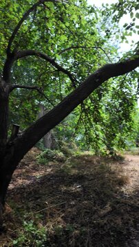 Cinematic 4K 24fps panning shot moving from a sunny pine forest path to a lush green garden under a mulberry tree. Dynamic camera movement creates a smooth motion blur in a rural summer scene.